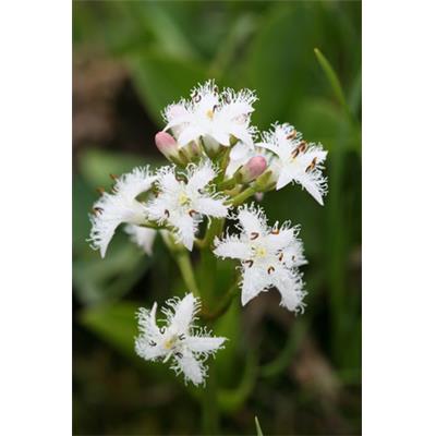 Menyanthes Trifoliata-Bitterklee, sumpf, Urtinktur oder Pflanzenextrakt BIO
