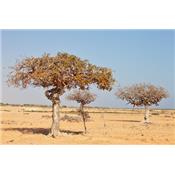 Commiphora, Urtinktur oder Pflanzenextrakt BIO