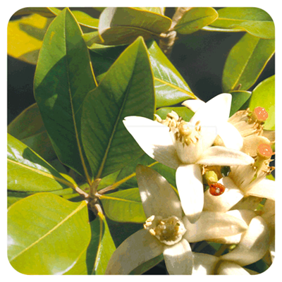 Ätherisches Öl Neroli - Citrus aurantium ssp amara BIO