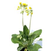 Primula Officinalis, Urtinktur oder Pflanzenextrakt BIO