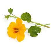 Tropaeolum Majus-Große Kapuzinerkresse, Urtinktur oder Pflanzenextrakt BIO