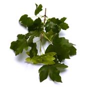 Acer Campestris-Ahorn, feld, Urtinktur oder Pflanzenextrakt BIO