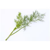 Anethum Graveolens-Dill, Urtinktur oder Pflanzenextrakt BIO