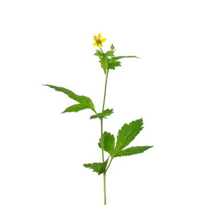 Geum Urbanum-Echte Nelkenwurz, Urtinktur oder Pflanzenextrakt BIO