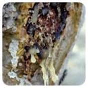 Ätherisches Öl Weihrauch - Boswellia carteri BIO