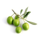 Olea Europaea-Ölbaum, Knospen Glycerinmazerat BIO