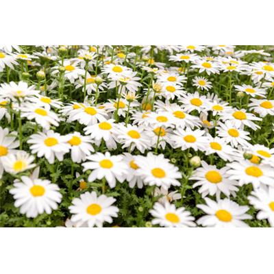 Bellis Perennis-Gänseblümchen, gemeines, Urtinktur oder Pflanzenextrakt BIO