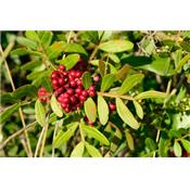 Pistacia Lentiscus-Mastix, Urtinktur oder Pflanzenextrakt BIO