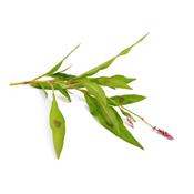 Polygonum Persicaria-Knöterich, floh, Urtinktur oder Pflanzenextrakt BIO