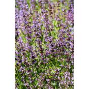Salvia Officinalis-Salbei, echte, Urtinktur oder Pflanzenextrakt BIO