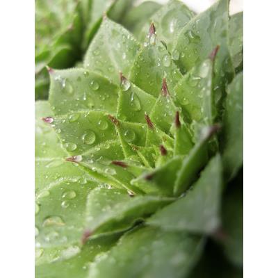 Sempervivum Tectorum-Dachlauch, Urtinktur oder Pflanzenextrakt BIO