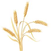 Triticum Vulgare, Urtinktur oder Pflanzenextrakt BIO