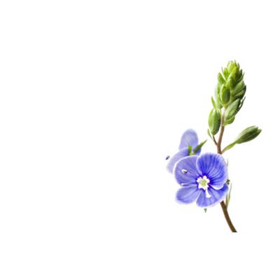 Veronica Officinalis-Ehrenpreis, echter, Urtinktur oder Pflanzenextrakt BIO