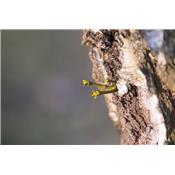 Viscum album-Mistel, weisse, Knospen Glycerinmazerat BIO