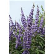 Vitex Agnus Castus, Urtinktur oder Pflanzenextrakt BIO