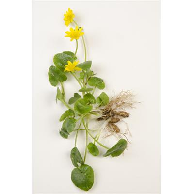 Ficaria Ranunculoides, Urtinktur oder Pflanzenextrakt BIO