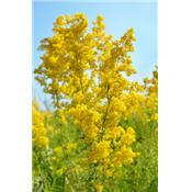Galium Verum-Labkraut, echtes, Urtinktur oder Pflanzenextrakt BIO