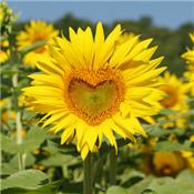 Helianthus Annuus-Sonnenblume, Urtinktur oder Pflanzenextrakt BIO