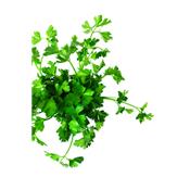 Ätherisches Öl Petersilie - Petroselinum Sativum