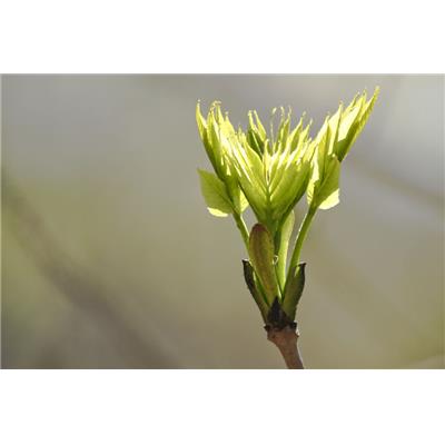 Fagus sylvatica-Buche, Knospen Glycerinmazerat BIO