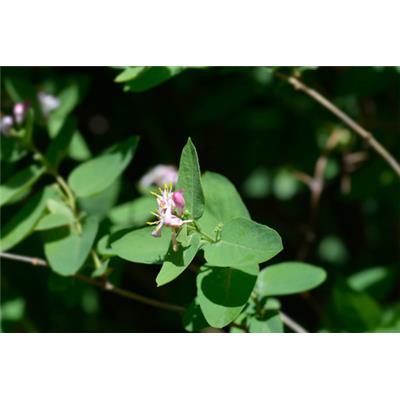 Lonicera nigra-Geisblatt, schwarzes, Knospen Glycerinmazerat BIO
