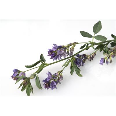 Medicago Sativa-Luzerne, blaue, Urtinktur oder Pflanzenextrakt BIO