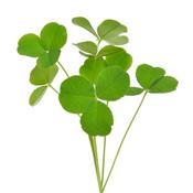 Oxalis Acetosella-Buchampfer, Urtinktur oder Pflanzenextrakt BIO