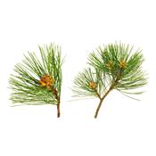 Ätherisches Öl Terpentin - Pinus Pinaster
