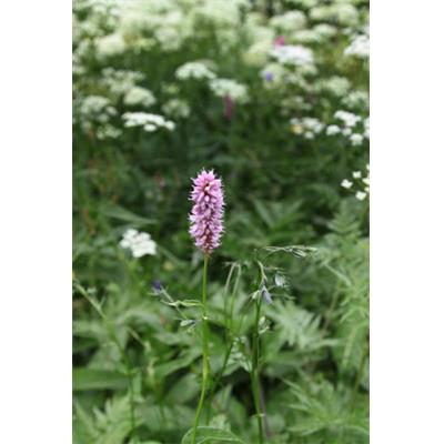 Polygonum Bistorta-Hirschzunge, Urtinktur oder Pflanzenextrakt BIO