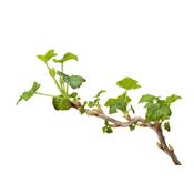 Ribes Nigrum-Aalbeere, Knospen Glycerinmazerat BIO