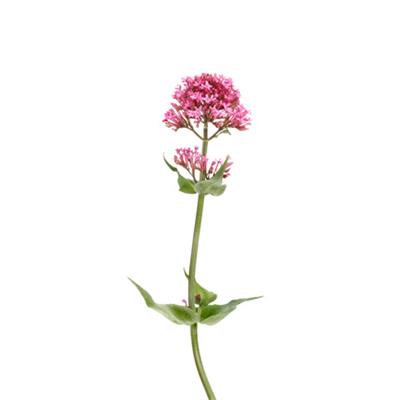 Valeriana Officinalis-Baldrian, arznei, Urtinktur oder Pflanzenextrakt BIO