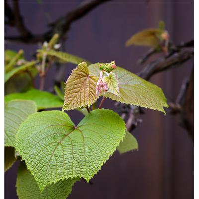Ampelopsis veitchii-, Knospen Glycerinmazerat BIO