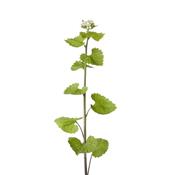 Alliaria Officinalis, Urtinktur oder Pflanzenextrakt BIO