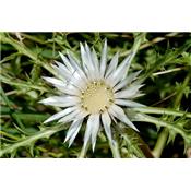 Carlina Acaulis-Distel, jäger, Urtinktur oder Pflanzenextrakt BIO