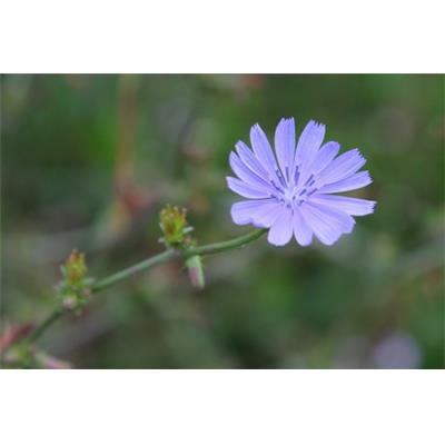 Cichorium Intybus-Faule Gretl, Urtinktur oder Pflanzenextrakt BIO
