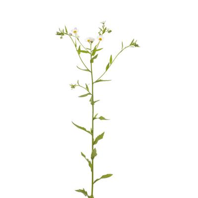 Erigeron Canadensis, Urtinktur oder Pflanzenextrakt BIO