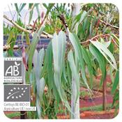 Ätherisches Öl Zitronen - Eukalyptus - Eucalyptus citriodora BIO