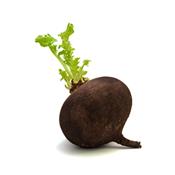 Raphanus Sativus Niger, Urtinktur oder Pflanzenextrakt BIO