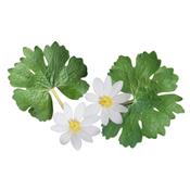 Sanguinaria Canadensis, Urtinktur oder Pflanzenextrakt BIO
