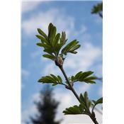 Sorbus domestica-Speierling, Knospen Glycerinmazerat BIO