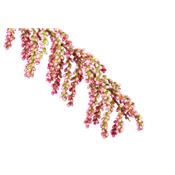 Tamarix gallica-, Knospen Glycerinmazerat BIO