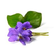 Viola Odorata-Veilchen, Urtinktur oder Pflanzenextrakt BIO