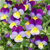 Viola Tricolor Arvensis, Urtinktur oder Pflanzenextrakt BIO