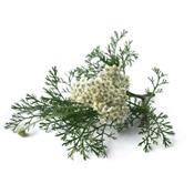 Achillea Millefolium-Garbe, gemeine, Urtinktur oder Pflanzenextrakt BIO