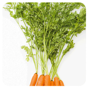 Ätherisches Öl Karotte - Daucus Carota