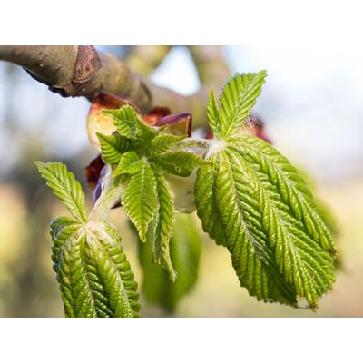Castanea Vesca-Edelkastanie, Knospen Glycerinmazerat BIO
