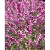 Erica cinerea-Besenheide, Knospen Glycerinmazerat BIO