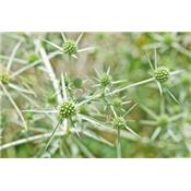 Eryngium Campestre-Feld-Mannstreu, Urtinktur oder Pflanzenextrakt BIO