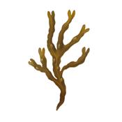 Fucus Vesiculosus, Urtinktur oder Pflanzenextrakt BIO