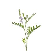 Galega Officinalis-Fleckenkraut, Urtinktur oder Pflanzenextrakt BIO
